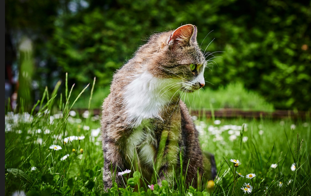 gatto campagna