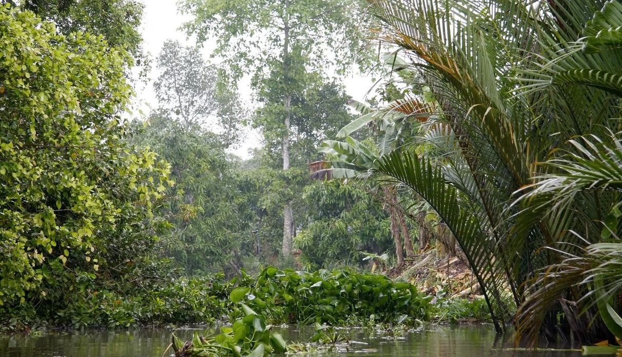 giungla amazzonia