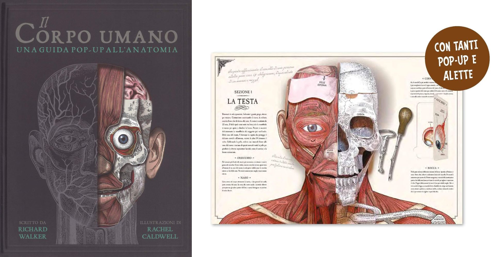 Il corpo umano. Una guida pop-up all'anatomia di Richard Walker