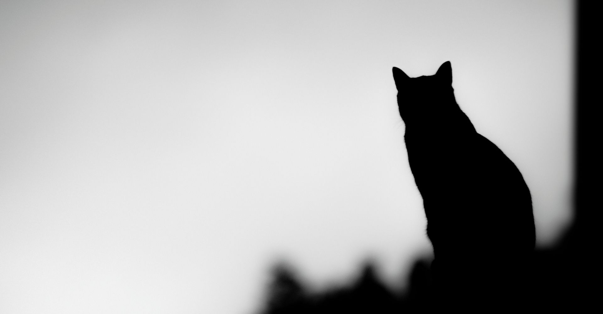 Silhouette in bianco e nero di un gatto appollaiato su un tetto