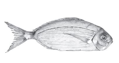 Illustrazione in La fine del mondo