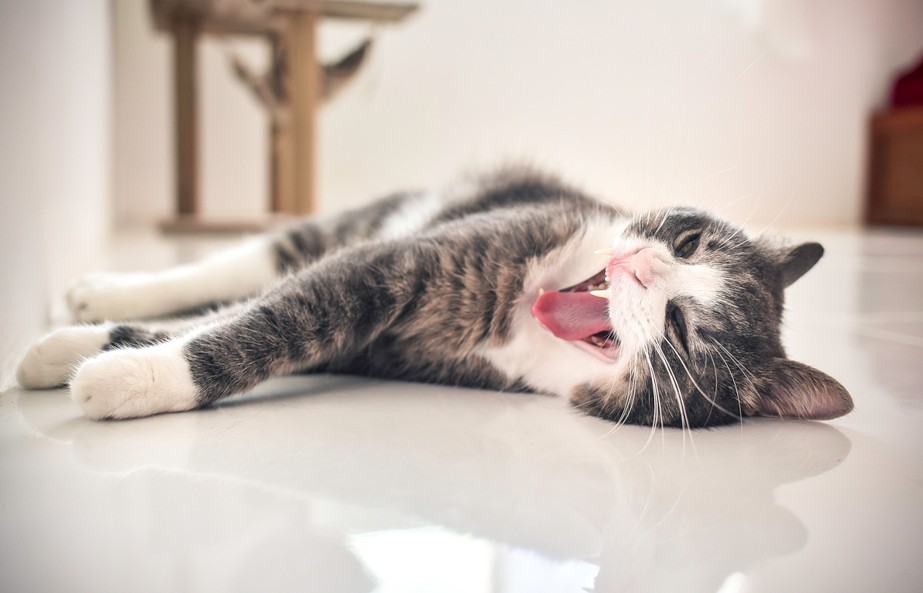 Il gatto che risolve "delitti impossibili" (e quello che "accende la vita")