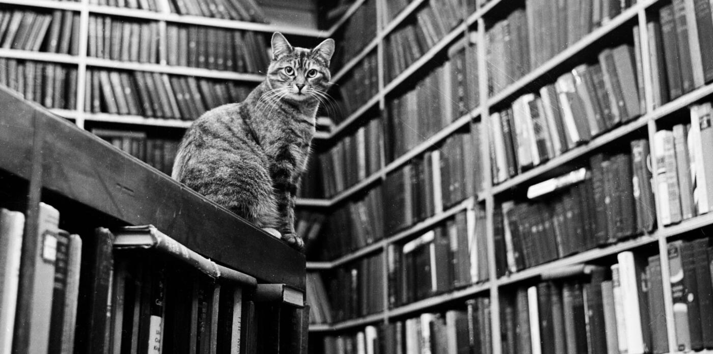 Gatti più famosi dei libri Getty Images 01-07-2026