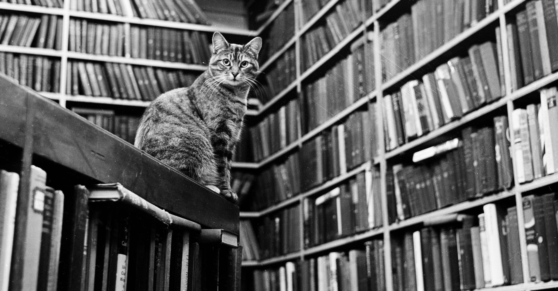 I gatti più famosi della letteratura